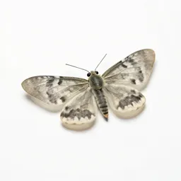 Firefly