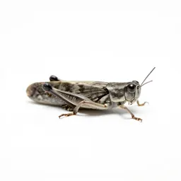 Froghopper