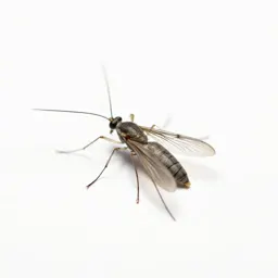 Gall midge
