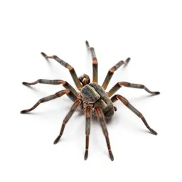 Garden spider