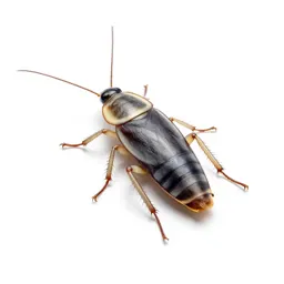 Giant cockroach