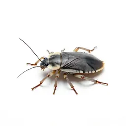 Giant water bug