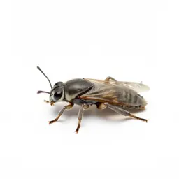 Gnat