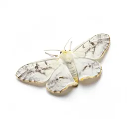 Gold-tail moth