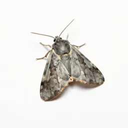Gracilariid