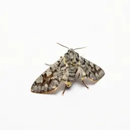 Grain moth
