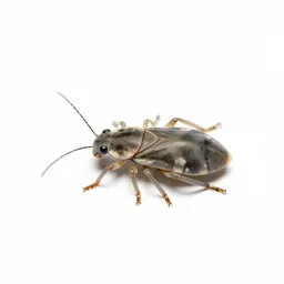 Grape louse