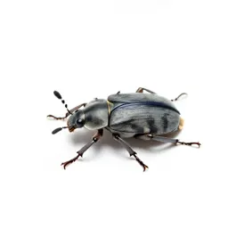 Ground beetle