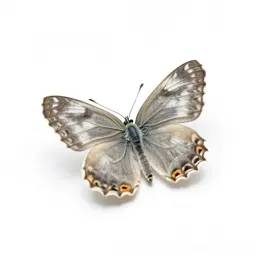 Hairstreak
