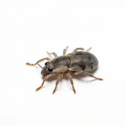 Harvest mite
