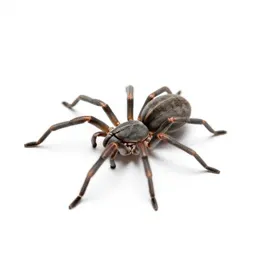 Harvestman