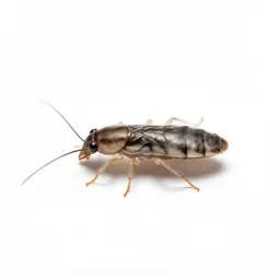 Head louse