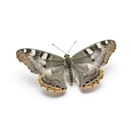 Holometabola