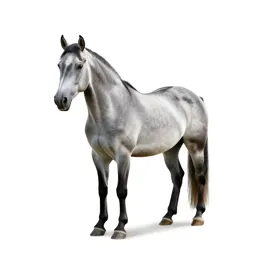 Horse botfly