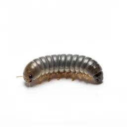 Jumping bristletail