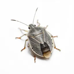 Lace bug