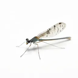 Lacewing