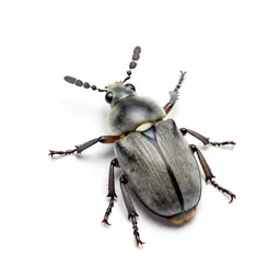 Lamellicorn beetle