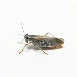 Lantern fly