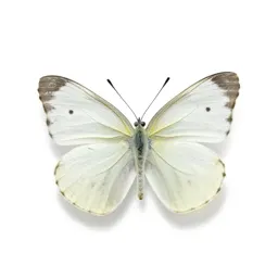 Large white