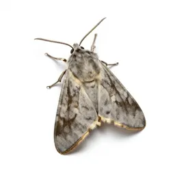 Lasiocampid