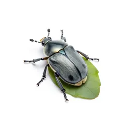 Leaf beetle