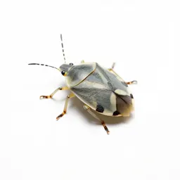 Leaf bug