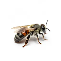 Leaf-cutting bee