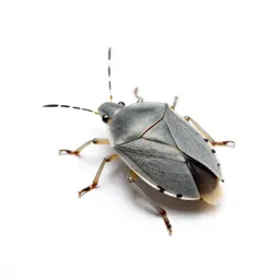 Leaf-footed bug