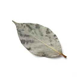 Leaf miner