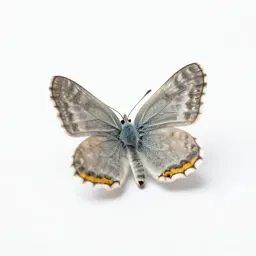 Lepidopterous insect
