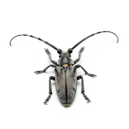 Long-horned beetle