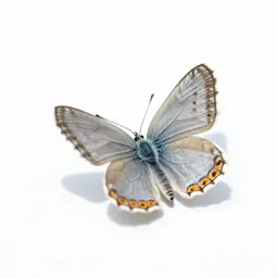 Lycaenid