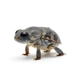 Lygus bug