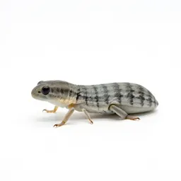 Lymantriid