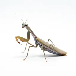 Mantis