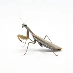 Mantispid