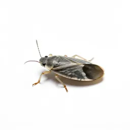 Meadow spittlebug