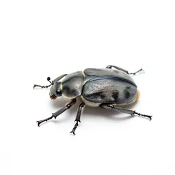 Melolonthid beetle