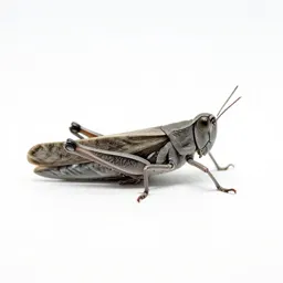Migratory grasshopper