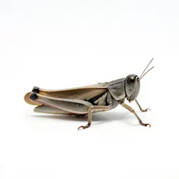 Migratory locust
