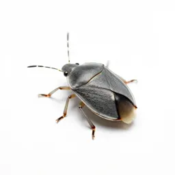 Mirid bug