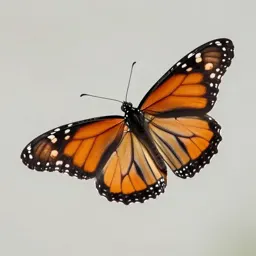 Monarch