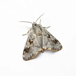 Moth miller