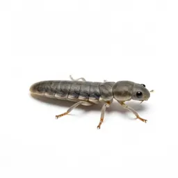 Phasmid