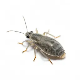 Pine leaf aphid