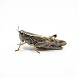 Plant hopper