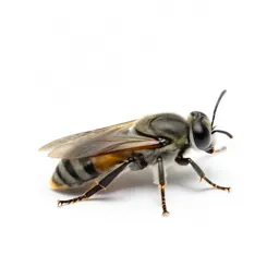 Pollinator