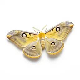 Polyphemus moth