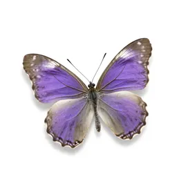 Purple emperor